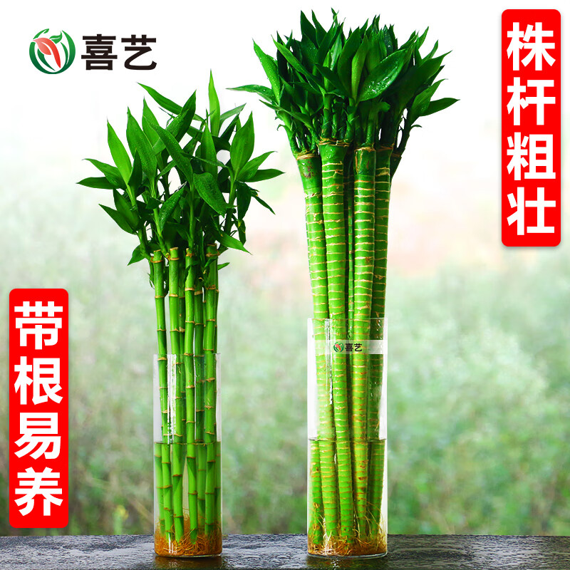 喜艺粗杆龙竹文昌竹观音竹客厅室内水养水培植物花卉桌面竹子盆栽绿植 龙竹-50厘米-6支（旺人升官） 不含瓶
