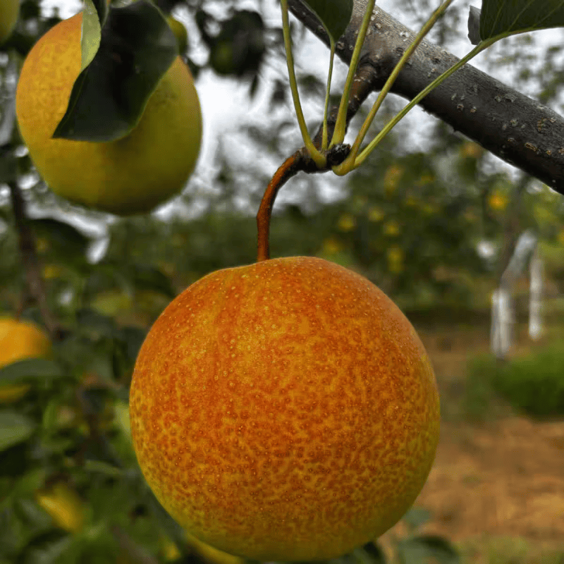 山西运城农家现摘新鲜水果丹霞红梨皮薄细腻脆甜多汁无渣顺风 5斤