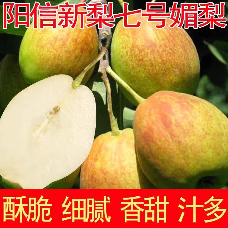 2025年新鲜山东阳信特产七号梨富硒梨媚梨香甜可口皮薄汁多脆5斤 5斤优果10-12个 京东折扣/优惠券