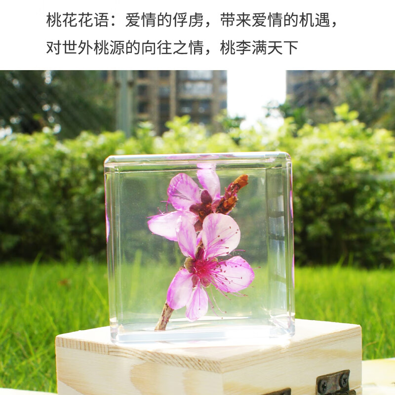 立方体雏菊植物真花树脂摆件水晶滴胶成品永生花镇纸 桃花标本带木盒