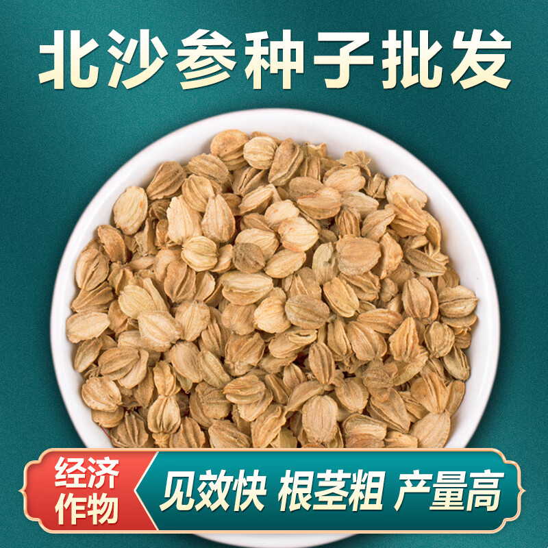 新鲜北沙参种子正品优质中药材沙参种籽500克包邮可煲汤食用 北沙参