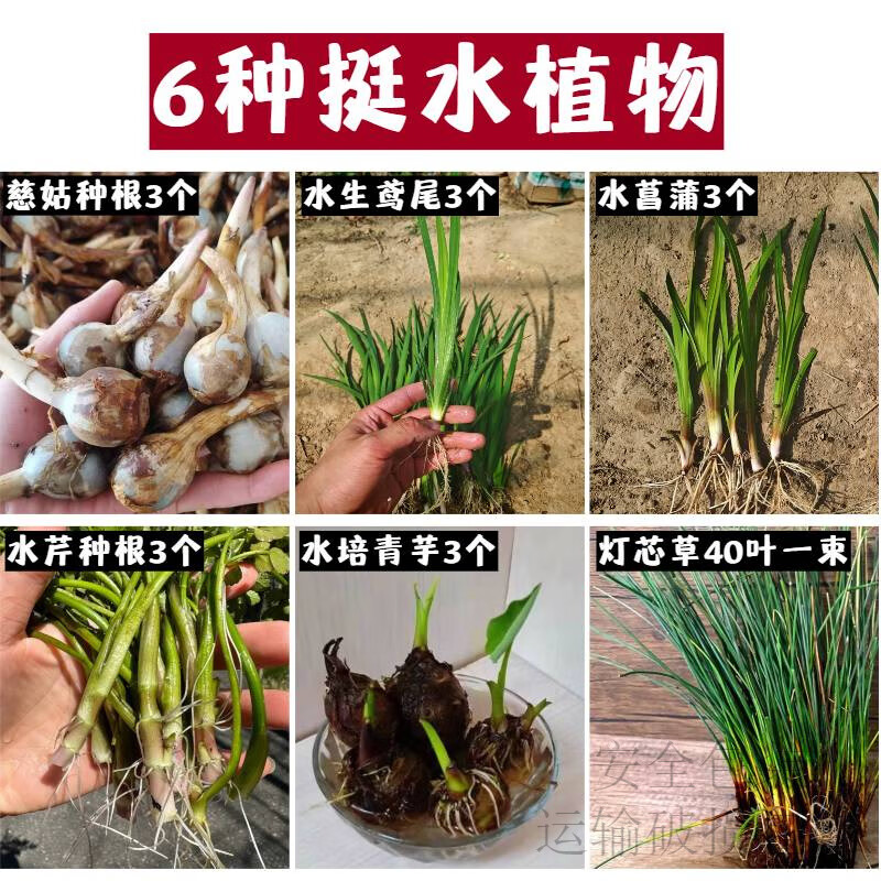 水培芋头懒人盆栽户外绿植鱼池水净化四季常青植物沼泽养龟青芋苗 六种沼泽植物组合