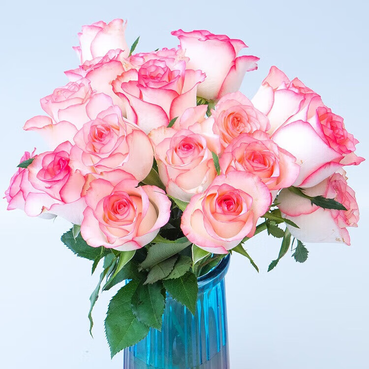 ��õ�廨��10֦װ�����ʻ�ֱ����������廨����Ϧ���˽�520��Ʒ ��ɯõ��10֦