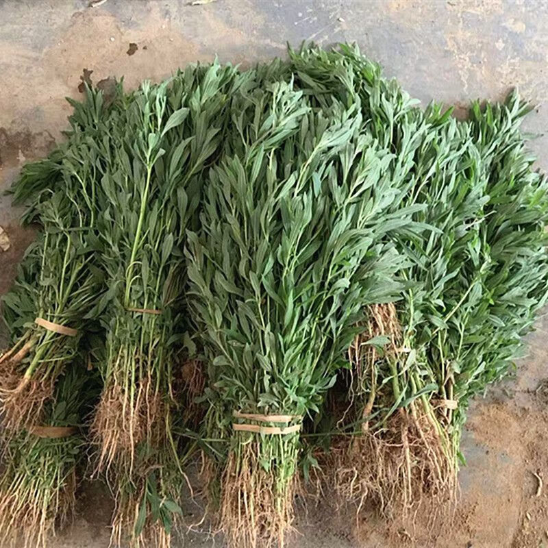 北京同仁堂扫帚苗全草 药用带根全草扫帚苗新鲜野菜扫把菜扫帚菜地肤草 药用带根全草净重3.01斤【不可做菜和栽种】
