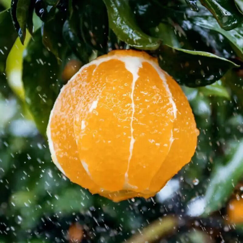 【旗舰店】鲜级佳 四川爱媛38号果冻橙礼盒装 净重8.5斤果径70-75mm