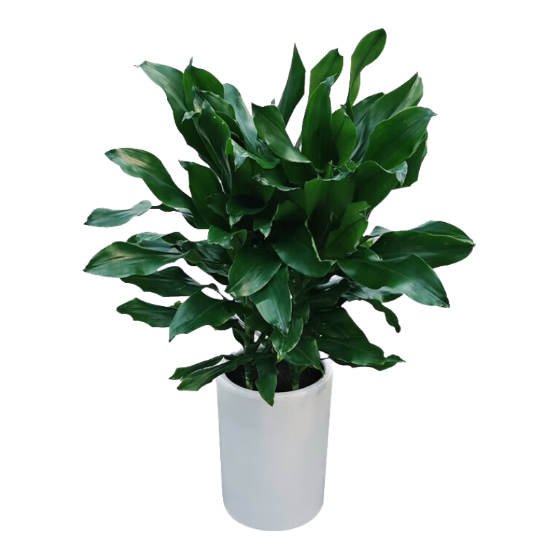 中夢(mèng)螺紋鐵植物大富貴盆栽巴西鐵美人也門(mén)鐵室內四季 螺紋鐵一盆4棵70-80厘米高 不含盆