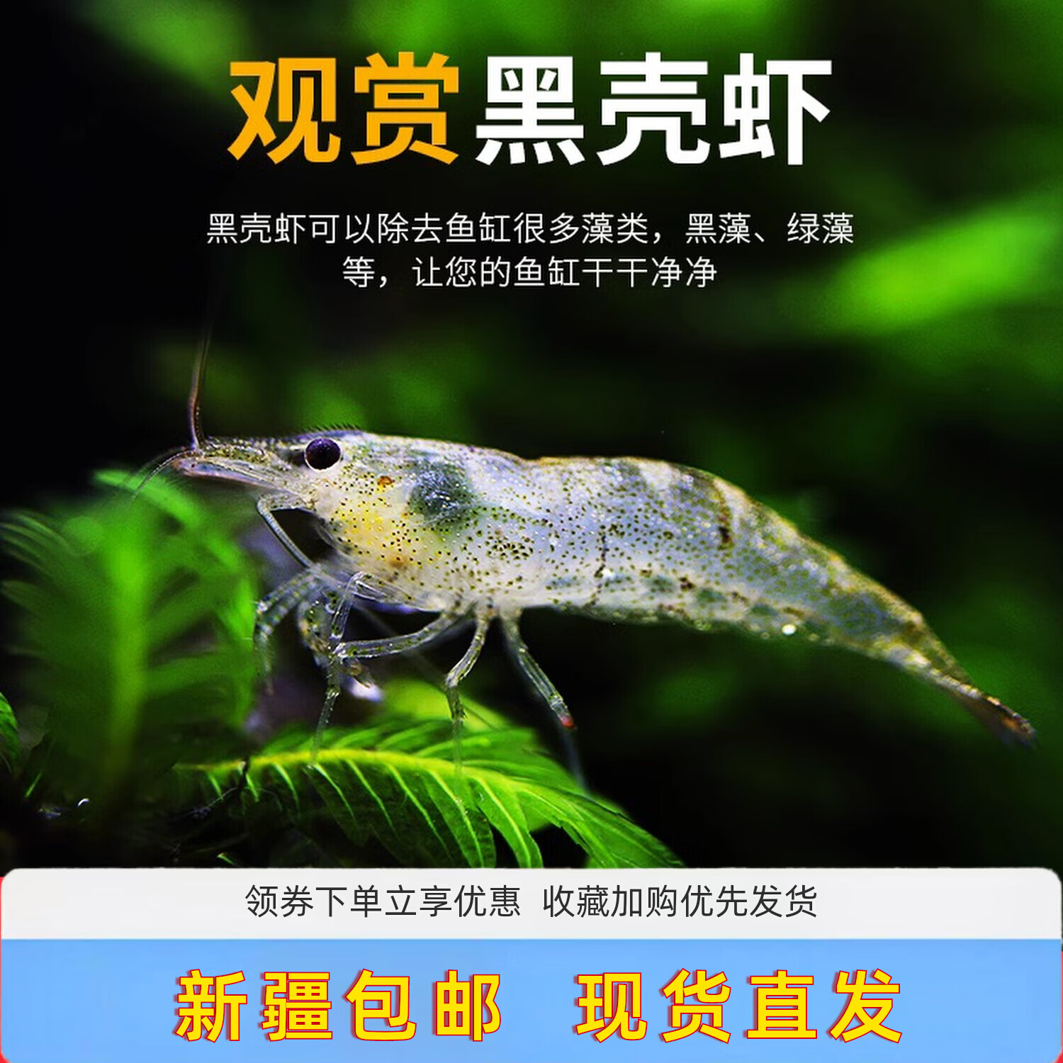 水財神黑殼蝦造景水草缸除絲藻蝦觀賞蝦清潔工具蝦活體蝦寵物蝦苗飼料蝦 黑殼蝦50只(多發(fā)30只防損)
