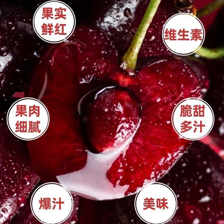 好果云现货智利进口空运车厘子批发进口大樱桃孕妇水果礼盒新鲜当季大果 1kg(净重) 0.5斤 尝鲜（贵在快递） 【J级】大果 空运鲜果【尝鲜装】贵在运费