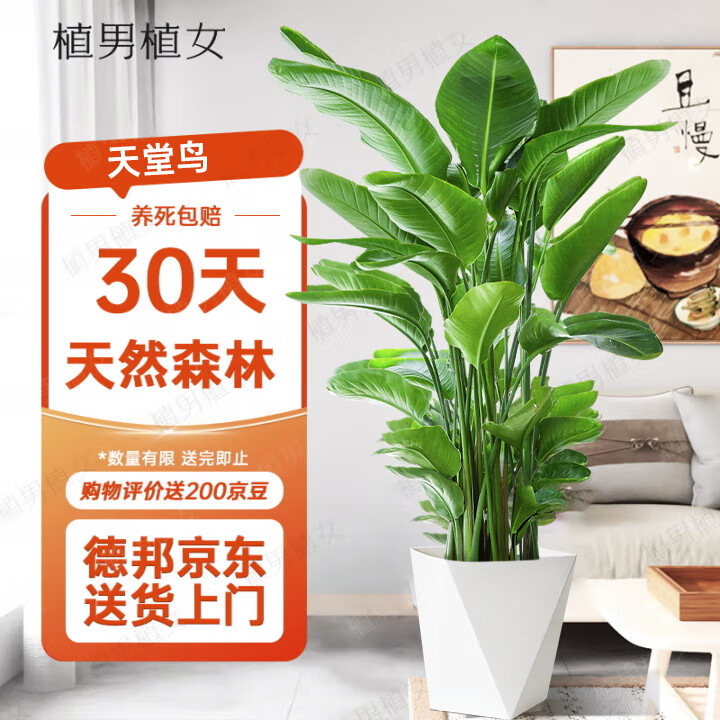 植男植女天堂鸟盆栽客厅室内好养大型落地真绿植办公室植物鹤望兰源头直发