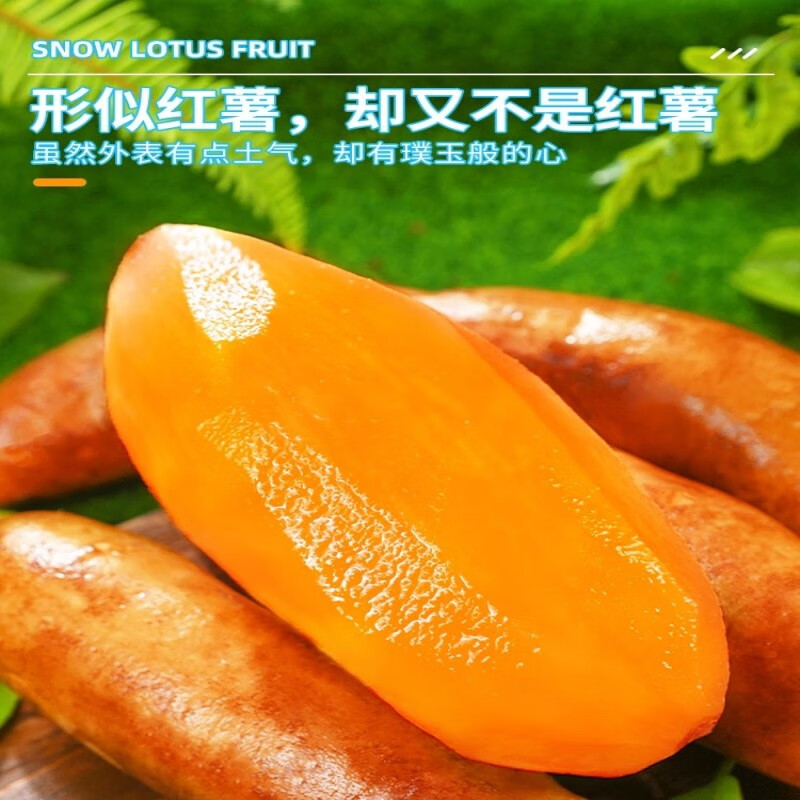甜果源 云南天山雪莲果  高山红泥沙雪莲果云南特产时令应季新鲜水果 净重5斤【80%人选择】大果 【实惠装】