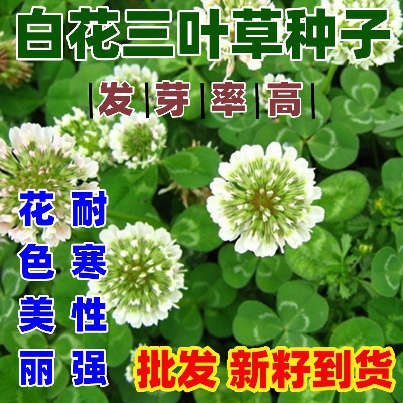白花三叶草种子红白车轴草绿化草坪种子红花三叶草草籽牧草种子四