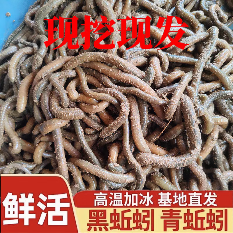 青蚯蚓鲜活鱼饵钓黄鳝青蚯蚓钓黄鳝诱饵活饵蚯蚓 中号1斤(顺丰快递)