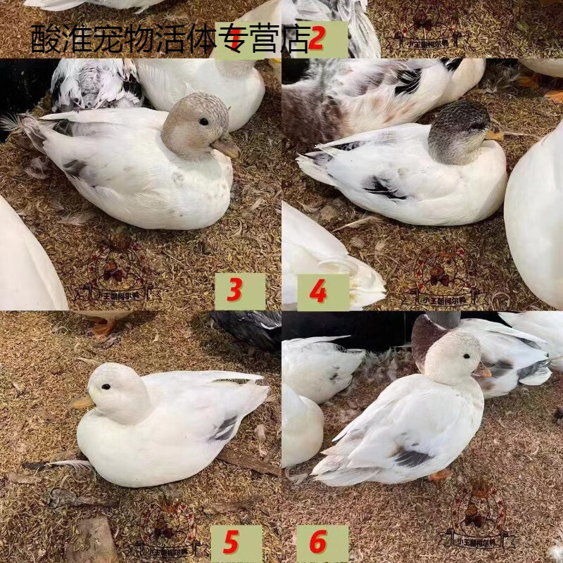 小王朝科尔鸭异色宠物鸭柯尔鸭黑围兜淡化奶盖可达鸭活体幼苗鸭 精品
