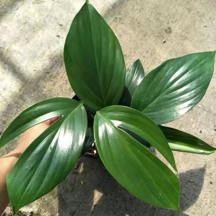 龟背竹麒麟尾大型绿植室内水培开背植物四季常青精华空气吸甲醛