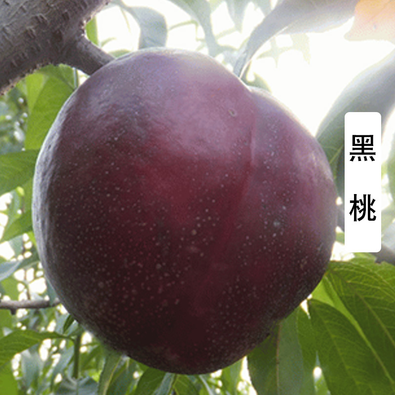 桃子苗 桃树苗龙辰语 嫁接桃苗盆栽地栽当年结果南方北方种植 黑桃 3