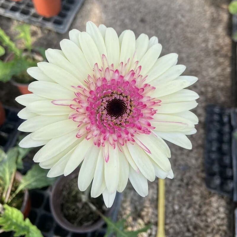 高杆非洲菊扶郎花苗盆栽鲜切花太阳花拉丝菊庭院阳台四季开花不断