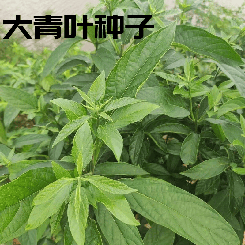 大青叶种子金刚术清风丝野生空心菜清凉当季野菜多年生树上蔬菜籽