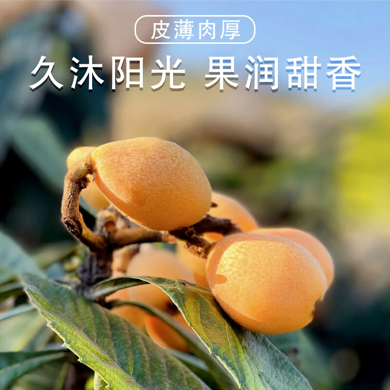 异果恋【顺丰包邮】攀枝花米易枇杷大五星枇杷新鲜当季枇杷止咳润肺礼盒 大果净重2斤装（单果30g+）