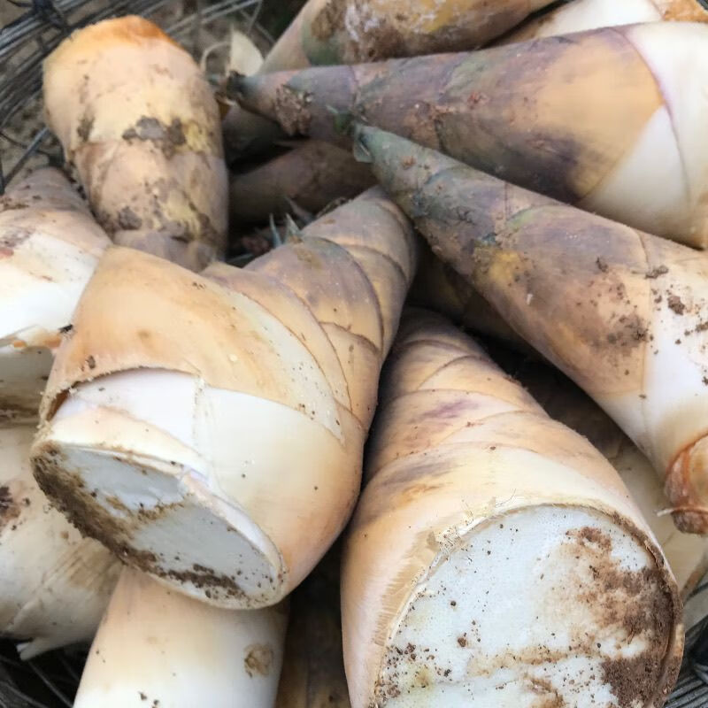 2025揭阳埔田竹笋新鲜现挖带壳当季鲜甜麻笋广西大头笋野生麻竹笋 2斤