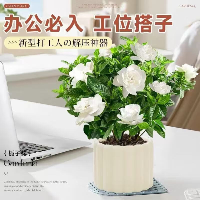 ����ľ���������ӻ�����������ֲ�ļ�����ˮ�� ��̨���ܺ�����ֲ�� 2�����ӻ�+2��ԭ��+���� �������ӻ�