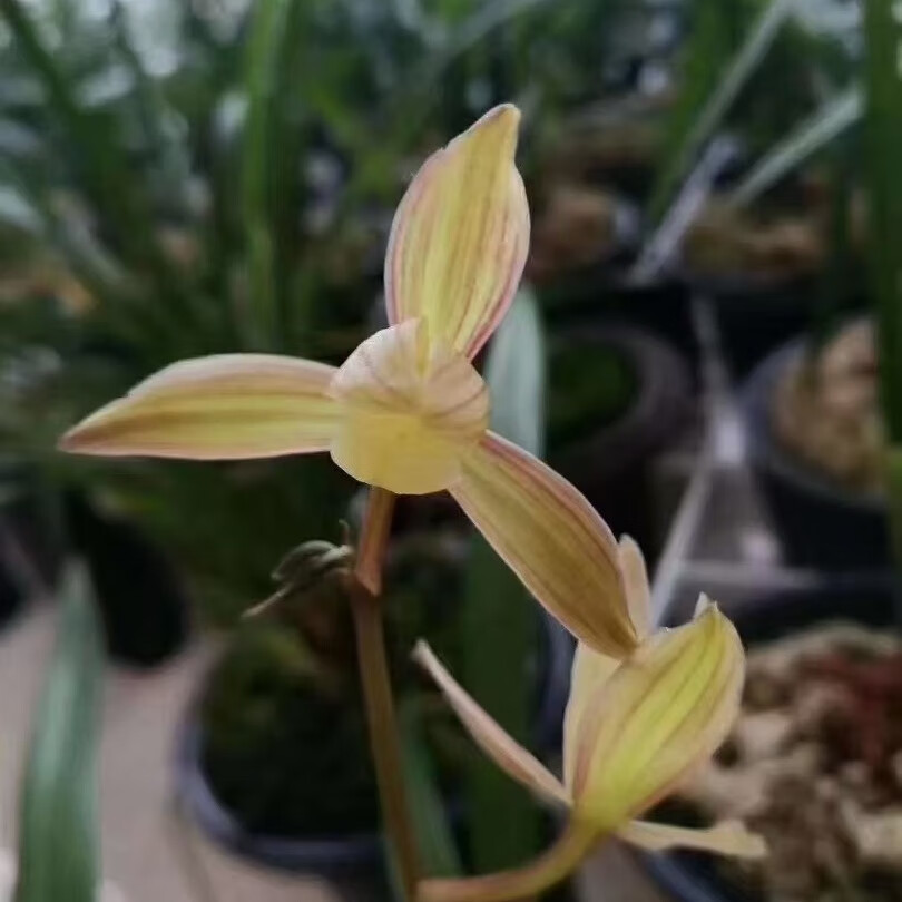 兰花 建兰 四季兰 月下美人 小主水仙 绿植花卉盆栽 花期有带花苞