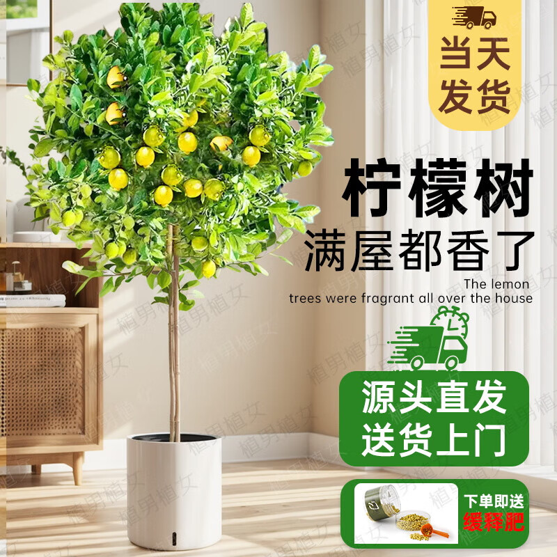 植男植女客厅大型香水柠檬树不带花果绿植四季植物室内客厅真盆栽源头直发