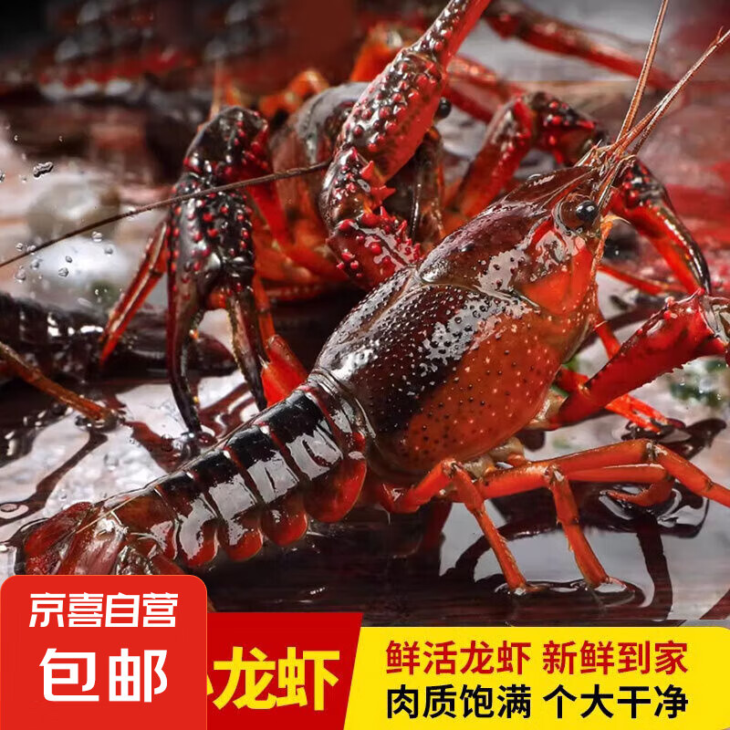 潜江小龙虾清水鲜活小龙虾456钱小龙虾1斤 2件