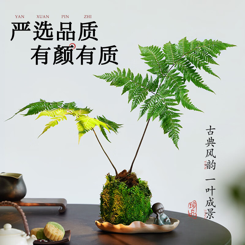 红磷蕨苔藓球绿植蕨类小众室内办公室书房耐阴茶几新中式禅意盆景 红磷蕨苔藓球2片叶【荷叶瓷盆+小和尚】
