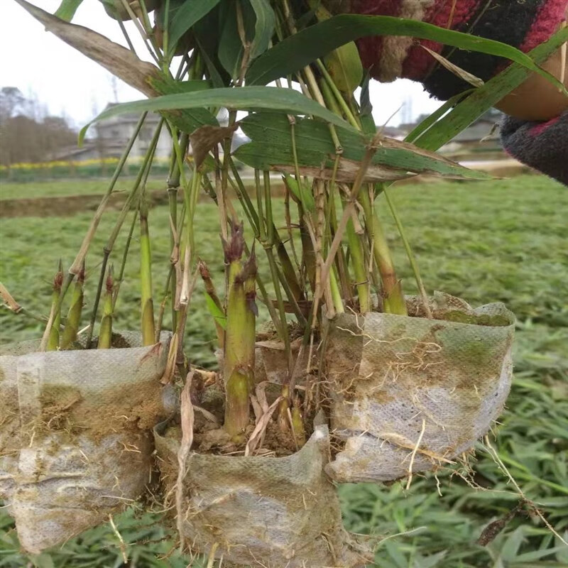秋颖耐寒毛竹楠竹苗大型楠竹竹苗食笋用竹绿植竹子盆栽四季竹苗 楠竹