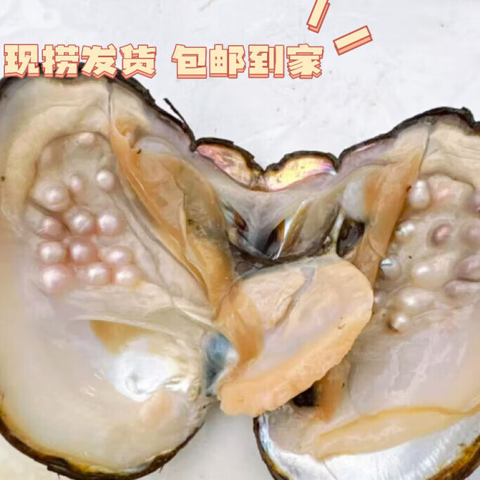 沐欢莼天然珍珠蚌自己开多珠蚌取珠山下湖产地直发DIY珍珠饰品活蚌 青年多珠体验蚌1个