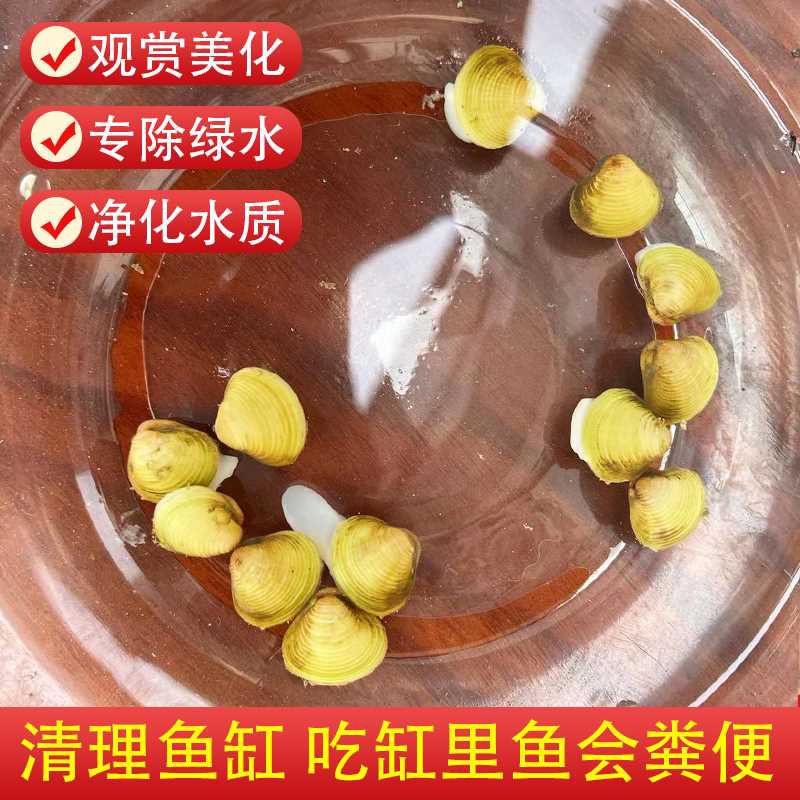 宠以沫黄金小河蚬吃鱼粪观赏净水河蚌草缸除藻工具鱼缸净化清洁宠物水质 黄金蚬【金黄色】 1颗