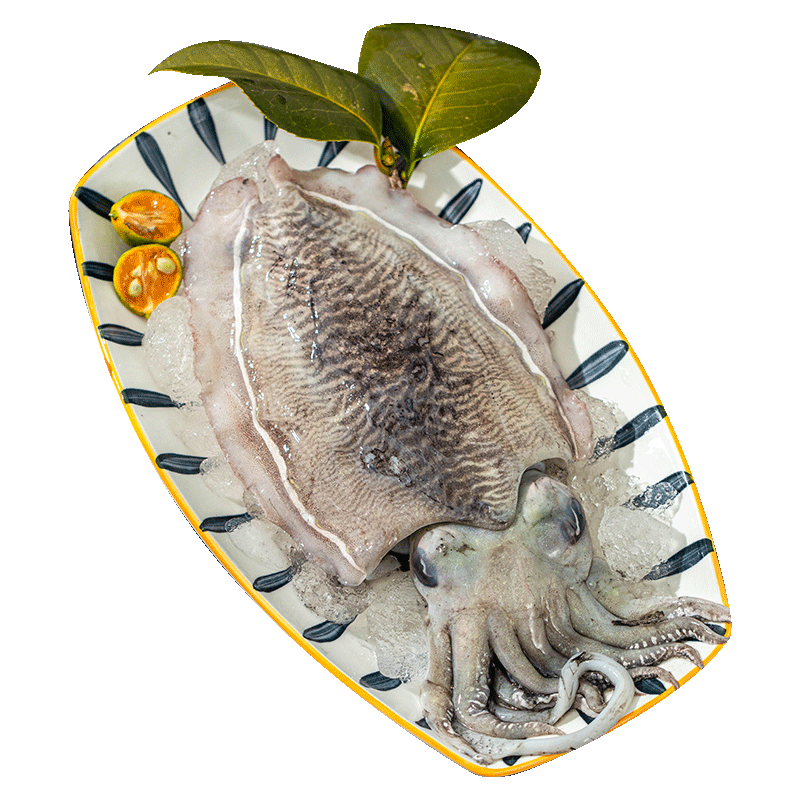 遇上鮮 舟山大墨魚(yú)  新鮮冷凍烏賊目魚(yú) 凈重2.5斤(6-8兩/只) 源頭直發(fā)
