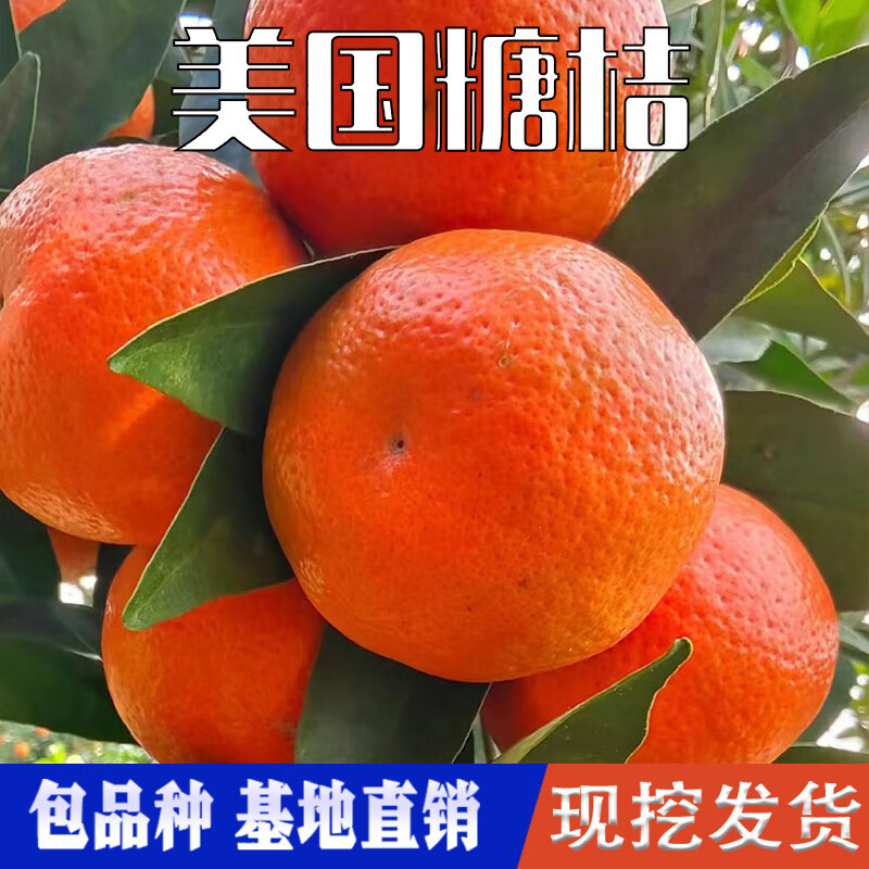 美国糖桔苗南北方地栽盆栽嫁接红桔果树果苗特大橘子树苗当年结果 6年