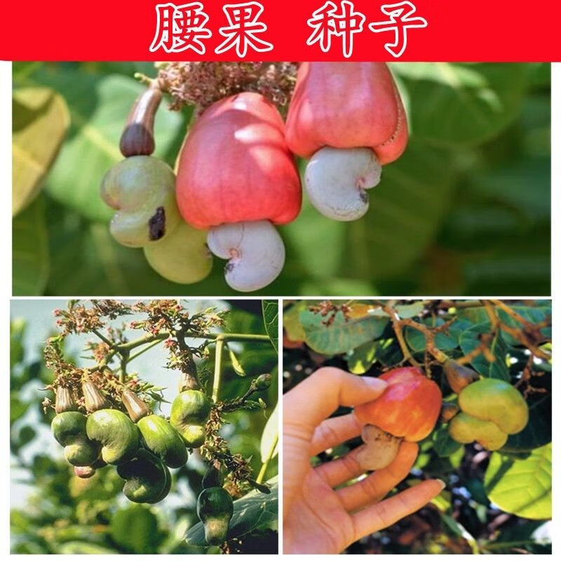 高产腰果种子 鸡腰果种子 介寿果槚如树 营养价值高四大干果种籽 腰果种子10粒