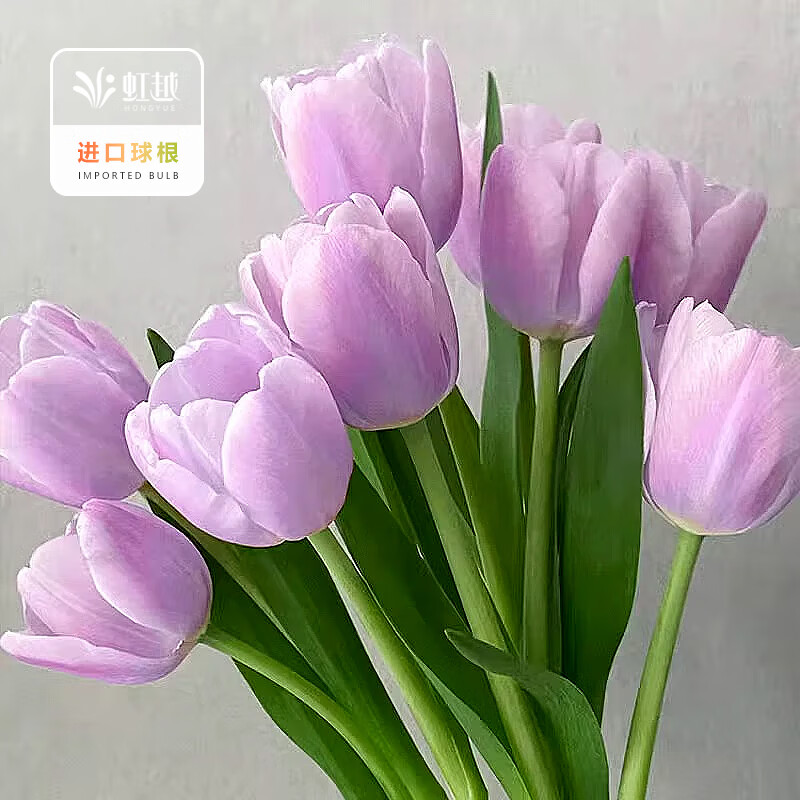 虹越（HONGYUE）2026新品荷兰进口郁金香5球装自然球种球 庭院阳台球根花卉预售 【进口自然球·5球】糖果王子（11/12）