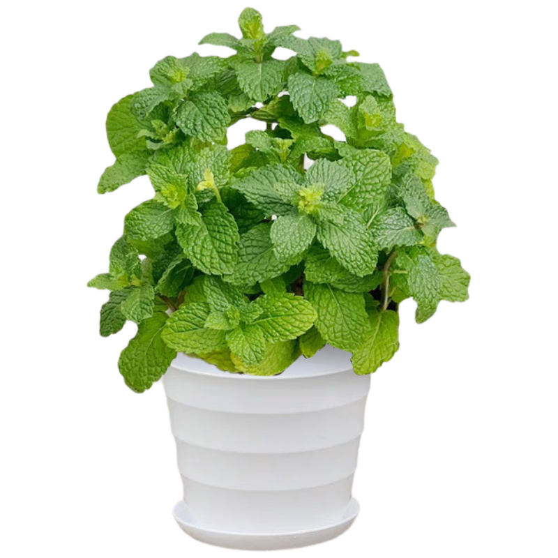 ���ڲ��������ڱ������Կ�ʳ����ֲ����������������ֲ��칫������ڼ�Դͷֱ�� 15.5Ԫ