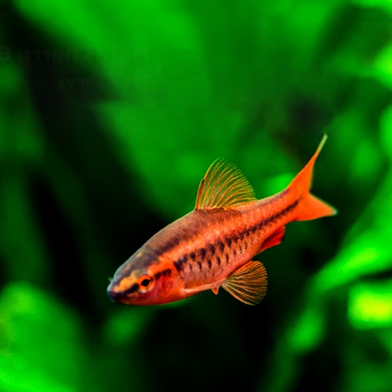 樱桃灯鱼长尾樱桃灯短尾樱桃灯热带鱼群游小型鱼淡水易养红鱼水财神