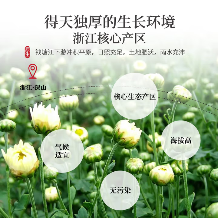 朕皇同仁堂胎菊头采花蕾胎菊无熏硫白菊花蕾凉茶健康养生茶 【2盒分享装】60g/盒