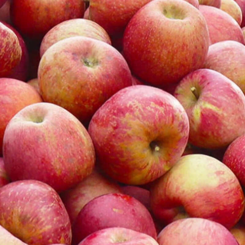 涉鲜者大凉山丑苹果新鲜红富士当季脆甜现摘孕妇冰糖心当季现摘丑果 5