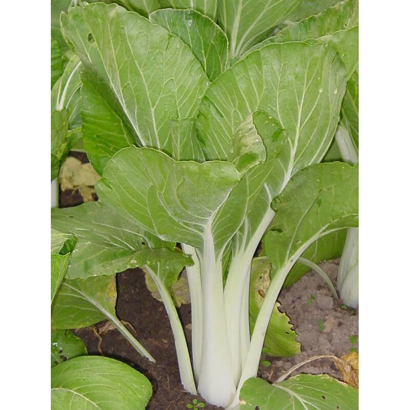黄金小白菜种子 四季小白菜 青菜 高梗白菜 早熟青菜 紫油白菜 四季