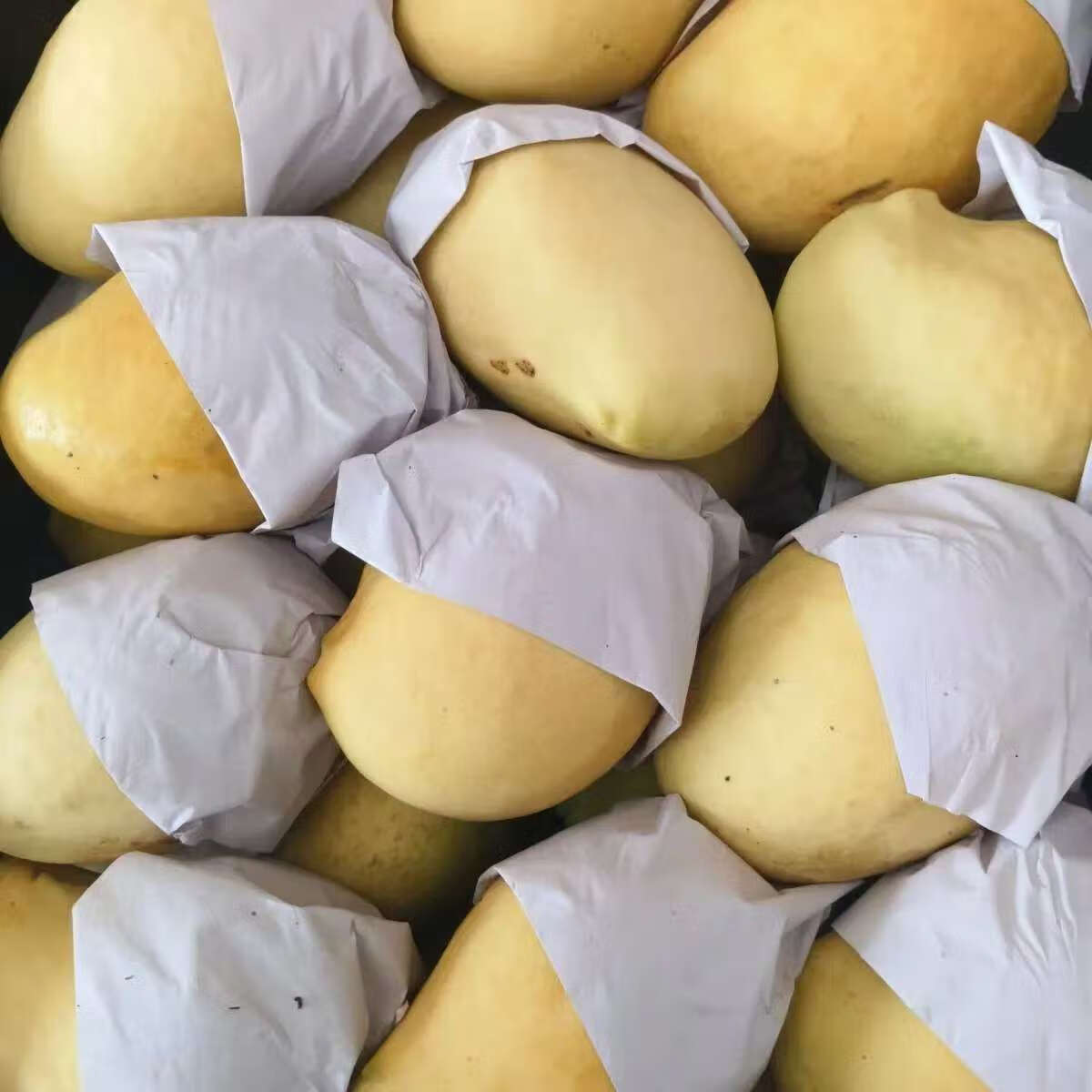 圣德龙钻石芒果热带水果光滑无丝新鲜水果圣德隆 1500克特大果单果300克以上