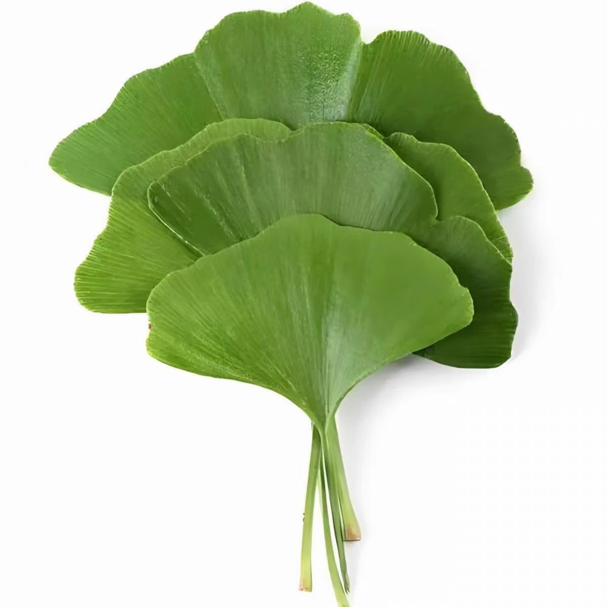 新鲜银杏树叶黄色绿色装饰玫瑰花束干品银杏树叶子diy装饰幼儿园 10片