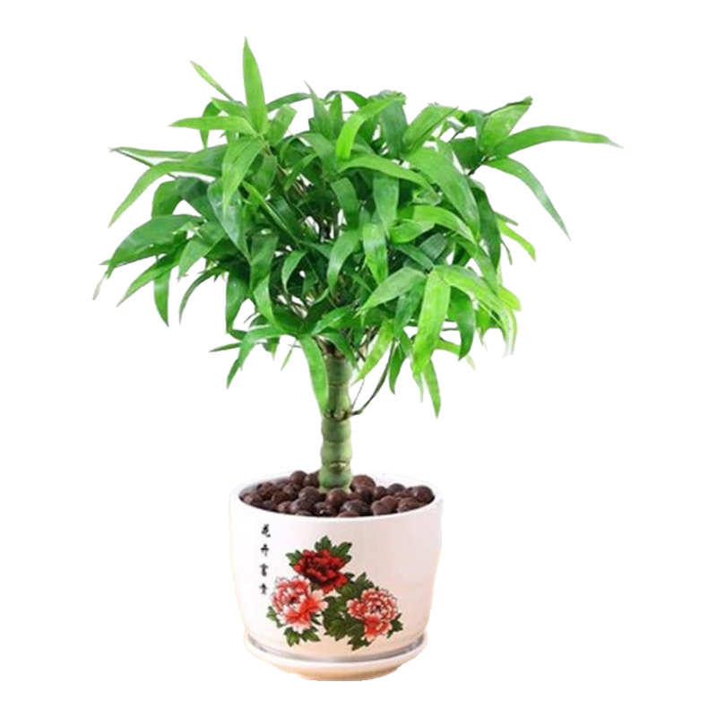 �޺�������������׮�ļ�����ֲ��칫���ڿ��������辰������ֲ ��������+���������մ��� ����