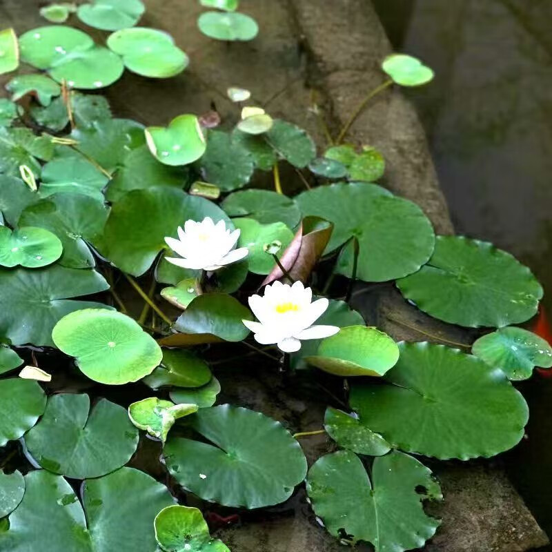 水养水莲花花卉荷花种孑带花苞耐寒小睡莲根 白仙子小睡莲2颗 营养液