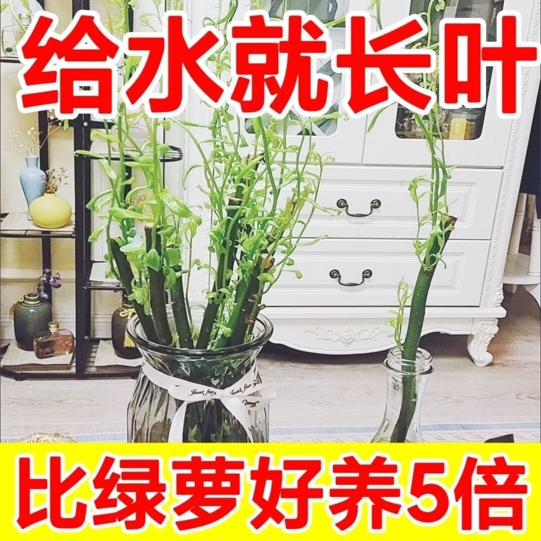 【桌面点缀】龙柳鲜枝水培植物绿植好养易活客厅室内办公室桌摆绿 25到30公分10棵