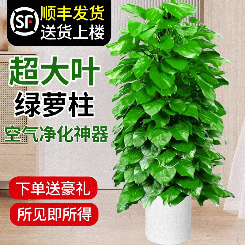 叹为观止大型植物发财树各种大颗盆栽开业乔迁客厅办公室内好养大型花卉 大叶绿萝【1.2-1.4米】 不含盆