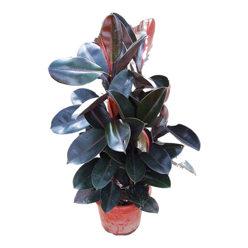 ��Ƥ���ڽ�����Ի��������������Ҷ��Ҷ�ļ�������ֲ�ﾻ������ 15���ָ�3�� ������