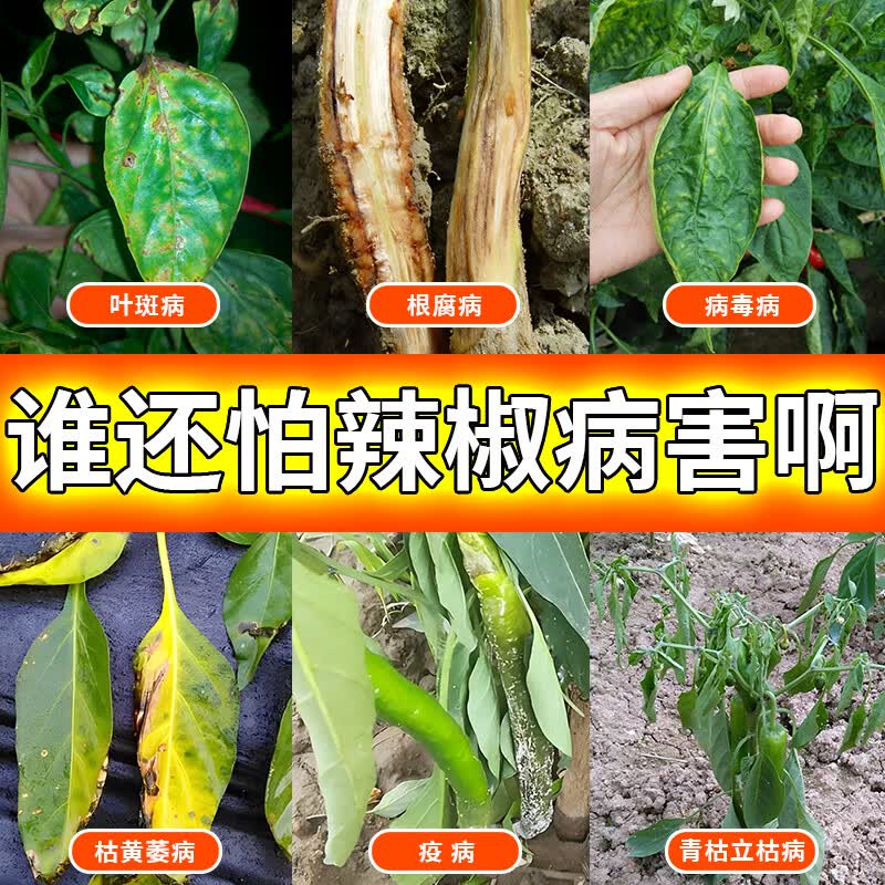 辣椒病害专用药辣椒病害全治病菌清杀菌剂病毒疫病枯黄萎根腐叶斑 买
