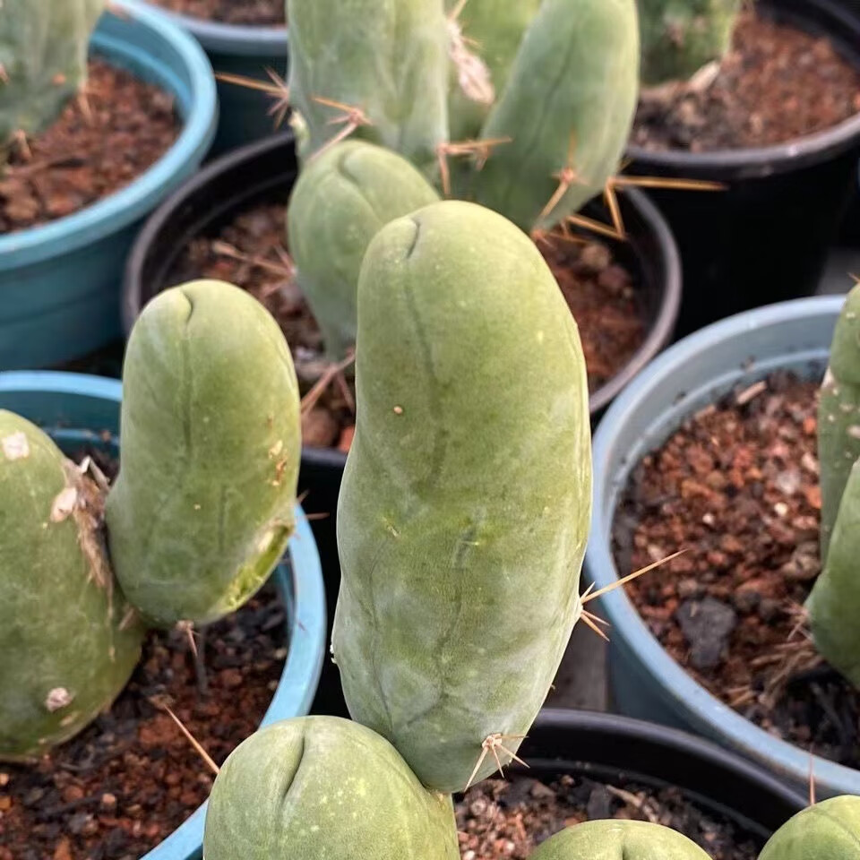 程程柱成程柱jj柱无刺仙人柱仙人球仙人掌多肉植物稀有 侧芽无根7