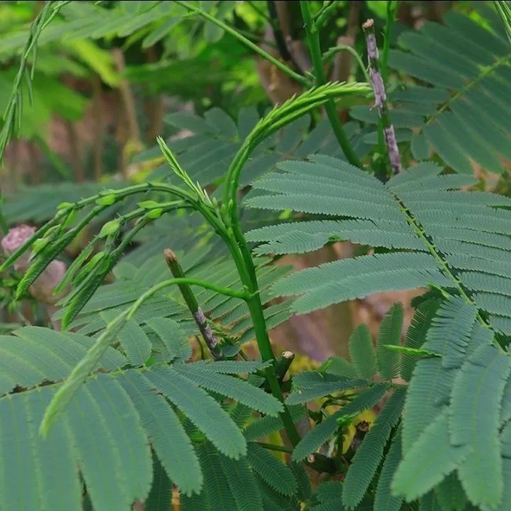 云南德宏新鲜蔬菜帕哈合金欢臭菜傣族绿叶宴帕哈250克泰国生吃 1斤